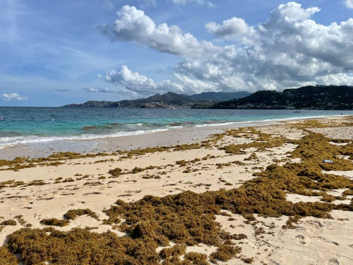 Turning Sargassum Into Solutions: Grenadian Delegation Explores Punta Cana’s Approach